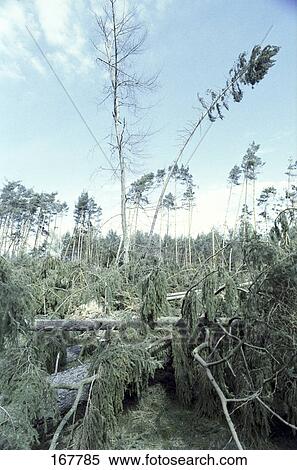Fallen trees in forest View Large Photo Image Stock Photography - Fallen trees in forest . Fotosearch