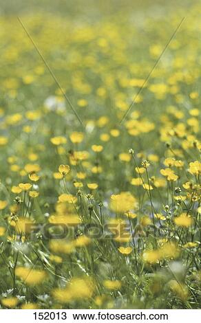 Stock Image - Flowers blooming in field . Fotosearch