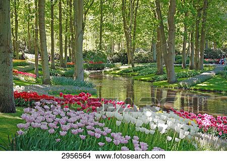 Flowers in bloom by pond in Keukenhof Gardens, Netherlands View Large Photo Image Picture - Flowers in bloom by pond in Keukenhof Gardens, Netherlands . Fotosearch