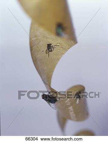 Flypaper with dead flies View Large Photo Image Picture - Flypaper with dead flies . Fotosearch