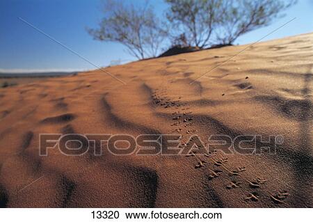 Stock Image - Footprints on sand, Northern Territory, Australia . Fotosearch