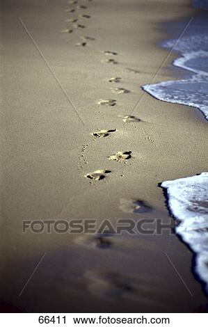 Footprints on sandy beach View Large Photo Image Stock Image - Footprints on sandy beach . Fotosearch