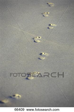 Stock Photo - Footprints on sandy beach . Fotosearch