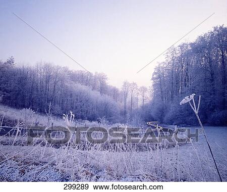 Frozen trees in forest View Large Photo Image Stock Photo - Frozen trees in forest . Fotosearch