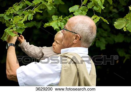 Stock Image - Grandfather carrying toddler at a tree . Fotosearch
