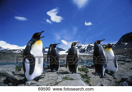 Stock Image - Group of King Penguins (Aptenodytes patagonicus) at coast, Antarctica . Fotosearch