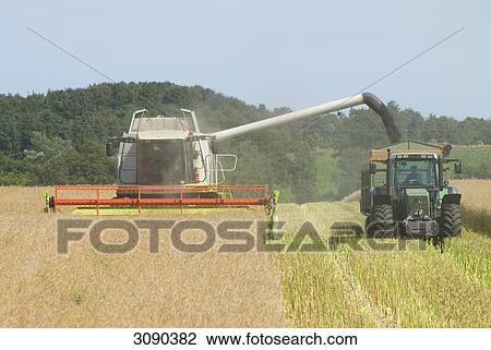 Harvester and tractor on field, Schleswig-Holstein, Germany View Large Photo Image Stock Image - Harvester and tractor on field, Schleswig-Holstein, Germany . Fotosearch