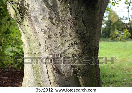 Heart and letters carving in tree bark, Germany, Europe View Large Photo Image Stock Image - Heart and letters carving in tree bark, Germany, Europe . Fotosearch
