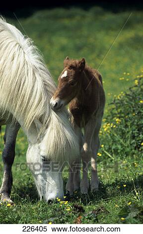 Horse standing with its foal in field View Large Photo Image Stock Photography - Horse standing with its foal in field . Fotosearch