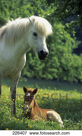 Horse with its foal in buttercup field  View Large Photo Image Stock Photo - Horse with its foal in buttercup field . Fotosearch