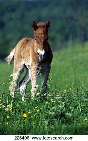 Stock Photograph - Horse's standing in field . Fotosearch