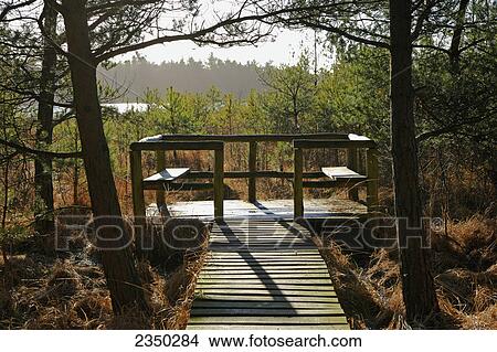 Picture - Jetty in forest, Mecklenburg-Western Pomerania, Germany . Fotosearch