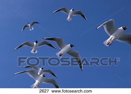Low angle view of Black-headed Gull (Chroicocephalus ridibundus) birds flying in sky View Large Photo Image Stock Photo - Low angle view of Black-headed Gull (Chroicocephalus ridibundus) birds flying in sky . Fotosearch