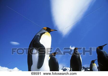 Low angle view of group of King Penguins (Aptenodytes patagonicus) at coast, Antarctica View Large Photo Image Stock Image - Low angle view of group of King Penguins (Aptenodytes patagonicus) at coast, Antarctica . Fotosearch