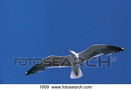 Low angle view of Seagull flying in sky, Germany, Europe View Large Photo Image Stock Photo - Low angle view of Seagull flying in sky, Germany, Europe . Fotosearch