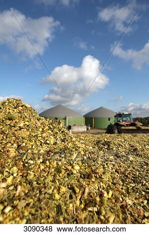 Stock Photo - Mais for biogas plant . Fotosearch