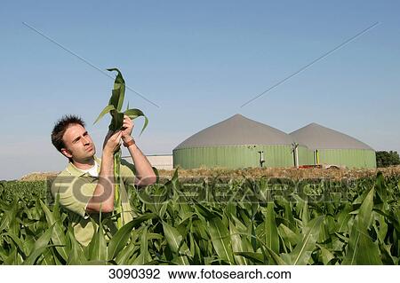 Man in cornfield, Schleswig-Holstein, Germany View Large Photo Image Stock Image - Man in cornfield, Schleswig-Holstein, Germany . Fotosearch