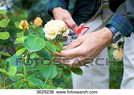 Stock Photo - Man trimming roses in garden, close-up . Fotosearch