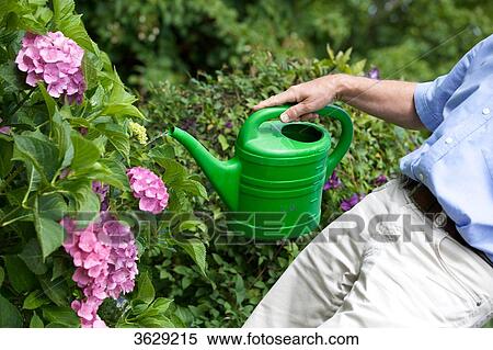 Man watering flowers in garden, close-up View Large Photo Image Stock Photography - Man watering flowers in garden, close-up . Fotosearch