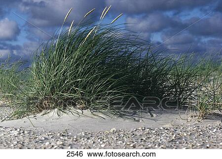 Stock Photograph - Marram grass (amophilia areanria) growing in sand dunes, Amrum island, Schleswig-Holstein, Germany . Fotosearch