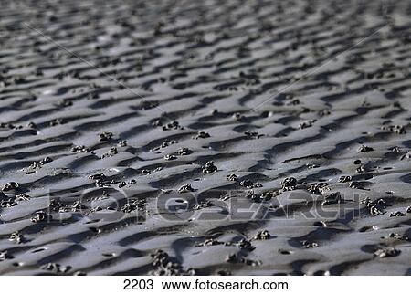 mud flats with excrements of worms (arenicola marina, amrum germany View Large Photo Image Stock Image - mud flats with excrements of worms (arenicola marina, amrum germany . Fotosearch