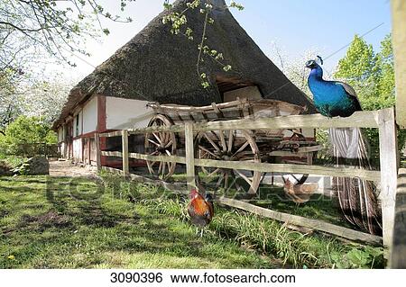 Stock Photograph - Open-air museum, Molfsee, Schleswig-Holstein, Germany . Fotosearch