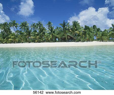 Palm trees on beach at waterfront View Large Photo Image Stock Image - Palm trees on beach at waterfront . Fotosearch