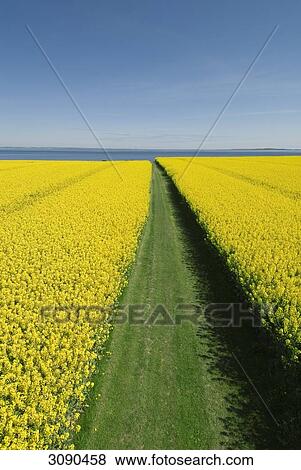 Rape field, Schleswig-Holstein, Germany View Large Photo Image Stock Photo - Rape field, Schleswig-Holstein, Germany . Fotosearch