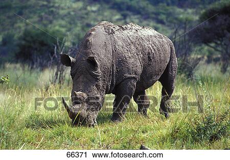 Stock Image - Rhinoceros grazing in field . Fotosearch