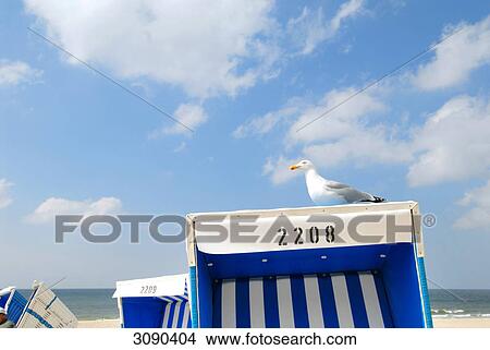 Sea gull on a beach chair, Sylt, Germany View Large Photo Image Picture - Sea gull on a beach chair, Sylt, Germany . Fotosearch