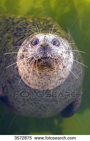 Stock Photography - Seal, Kiel, Schleswig-Holstein, Germany, Europe . Fotosearch
