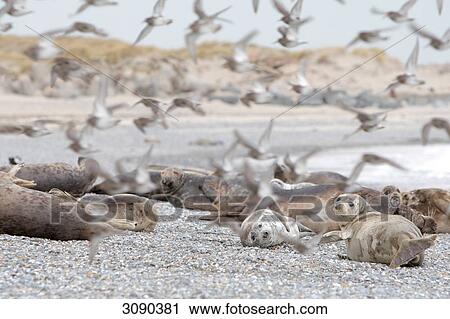 Stock Image - Seals and birds at beach, Helgoland, Schleswig-Holstein, Germany . Fotosearch