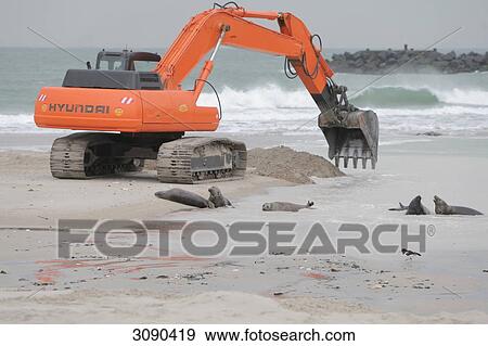 Seals at beach, Helgoland, Germany View Large Photo Image Stock Photo - Seals at beach, Helgoland, Germany . Fotosearch