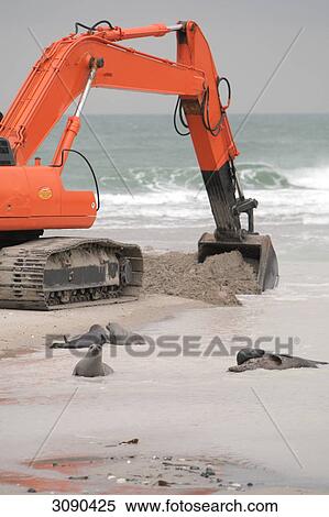 Seals at beach, Helgoland, Germany View Large Photo Image Stock Photography - Seals at beach, Helgoland, Germany . Fotosearch
