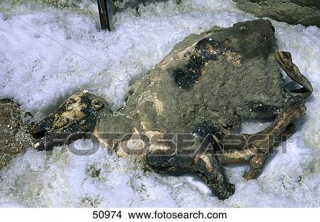 Sheep carcass in snow, Mt Damavand, Iran View Large Photo Image Picture - Sheep carcass in snow, Mt Damavand, Iran . Fotosearch