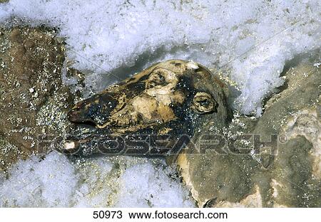 Sheep carcass in snow, Mt Damavand, Iran View Large Photo Image Stock Image - Sheep carcass in snow, Mt Damavand, Iran . Fotosearch