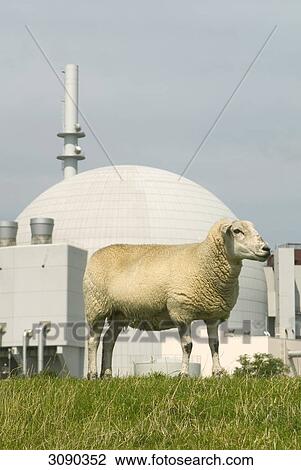 Sheep on meadow, nuclear plant Brokdorf in the back View Large Photo Image Stock Image - Sheep on meadow, nuclear plant Brokdorf in the back . Fotosearch