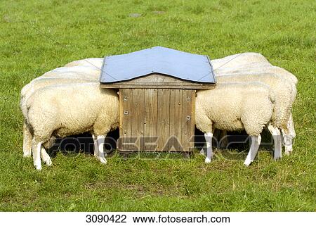 Stock Image - Sheeps eating on meadow . Fotosearch