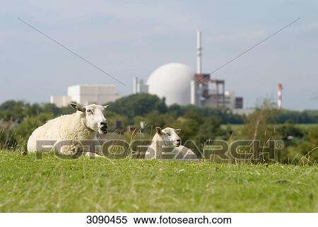 Stock Photography - Sheeps on meadow, nuclear power plant Brokdorf in the background . Fotosearch