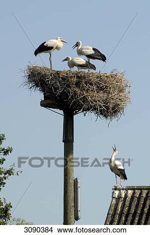 Storks in net, Bergenhusen, Schleswig-Holstein, Germany View Large Photo Image Picture - Storks in net, Bergenhusen, Schleswig-Holstein, Germany . Fotosearch