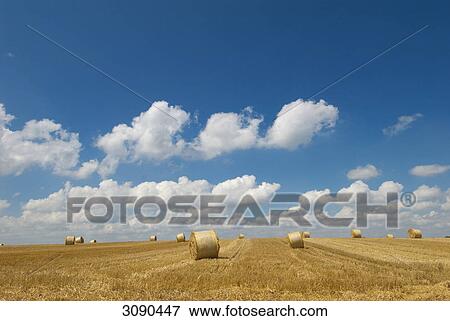 Stock Photo - Stubble field, Schleswig-Holstein, Germany . Fotosearch