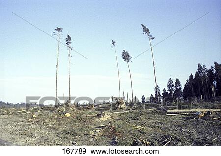 Stumps of chopped trees on landscape View Large Photo Image Stock Photo - Stumps of chopped trees on landscape . Fotosearch