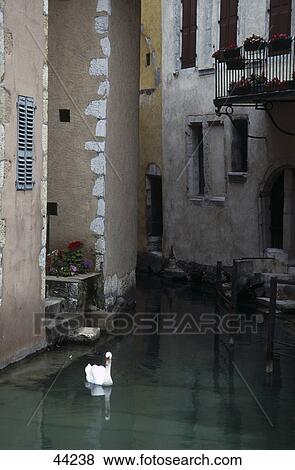 Swan in canal near house entrance, Annecy, Haute-Savoie, France View Large Photo Image Stock Photo - Swan in canal near house entrance, Annecy, Haute-Savoie, France . Fotosearch