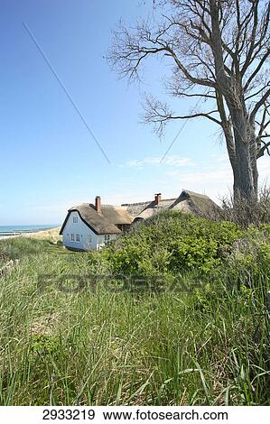 Stock Photo - Thatched house amidst the dunes of Darss, Germany . Fotosearch