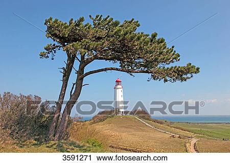 Tree and Lighthouse Dornbusch on Hiddensee Island, Germany View Large Photo Image Stock Image - Tree and Lighthouse Dornbusch on Hiddensee Island, Germany . Fotosearch
