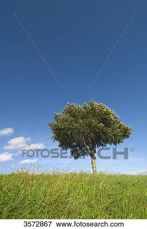 Stock Photo - Tree, Schleswig-Holstein, Germany, Europe . Fotosearch