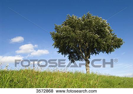 Stock Photo - Tree, Schleswig-Holstein, Germany, Europe . Fotosearch