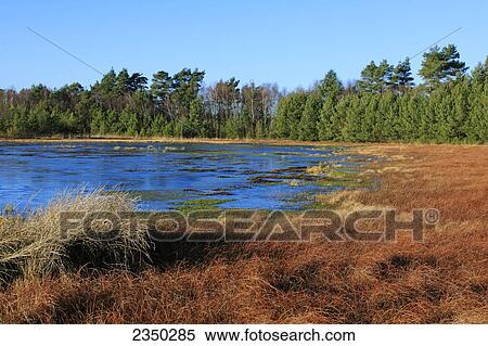 Trees in forest, Mecklenburg-Western Pomerania, Germany View Large Photo Image Stock Photography - Trees in forest, Mecklenburg-Western Pomerania, Germany . Fotosearch