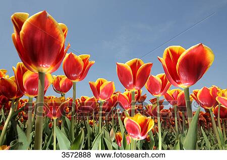 Stock Photo - Tulips field, Germany, Europe . Fotosearch