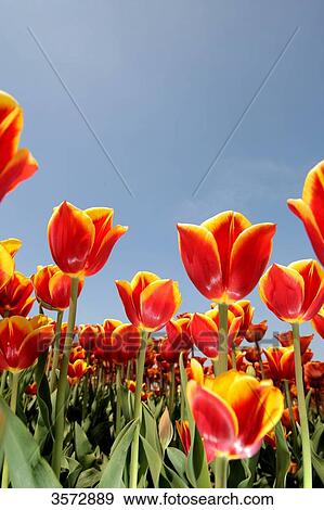 Tulips field, Germany, Europe View Large Photo Image Stock Photo - Tulips field, Germany, Europe . Fotosearch